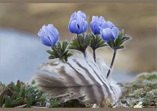 Seward Peninsula, Alaska; Arctic Wildflowers