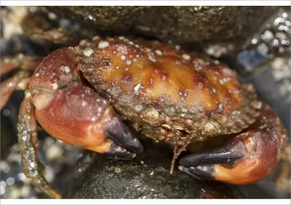 USA, Alaska. Close up view of a pygmy rock crab between rocks at low tide