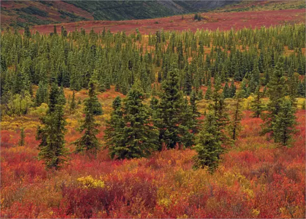 Autumn; Taiga; Denali National Park; Alaska; USA