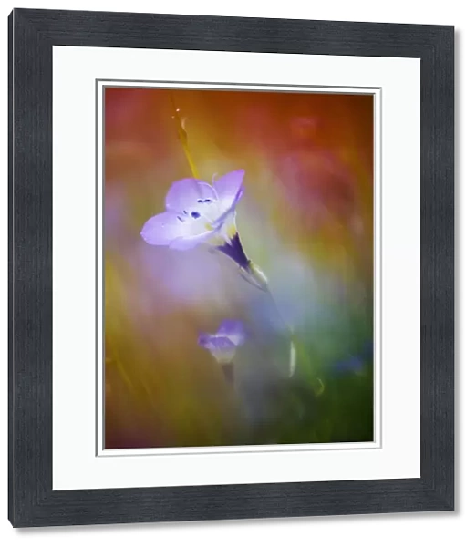 USA, California, Abstract of gilia amidst other wildflowers
