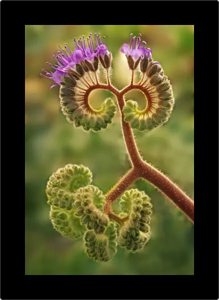 USA, California, Death Valley National Park. Detail of phacelia plant in bloom. Credit as