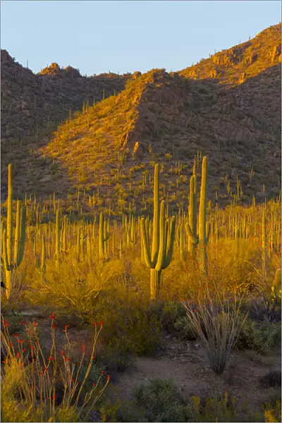 USA, Arizona, Tucson. Desert sunset in Saguaro National Park