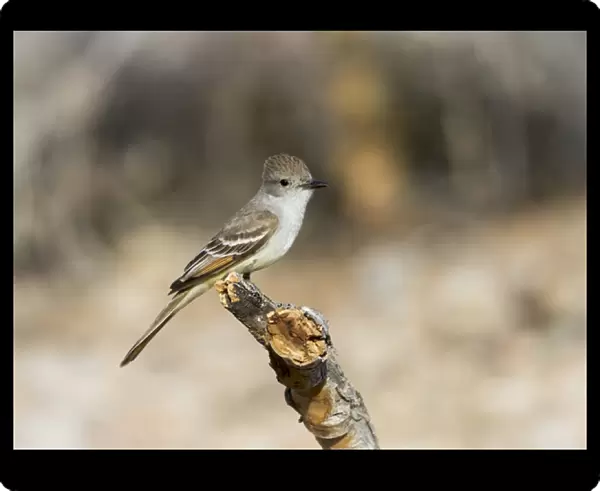 USA, Arizona, Buckeye. An ash-throated flycatcher on stump