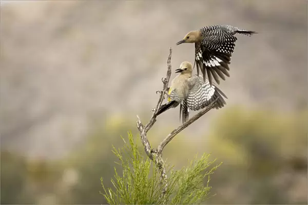 USA, Arizona, Buckeye. Pair of Gila woodpeckers landing on branch