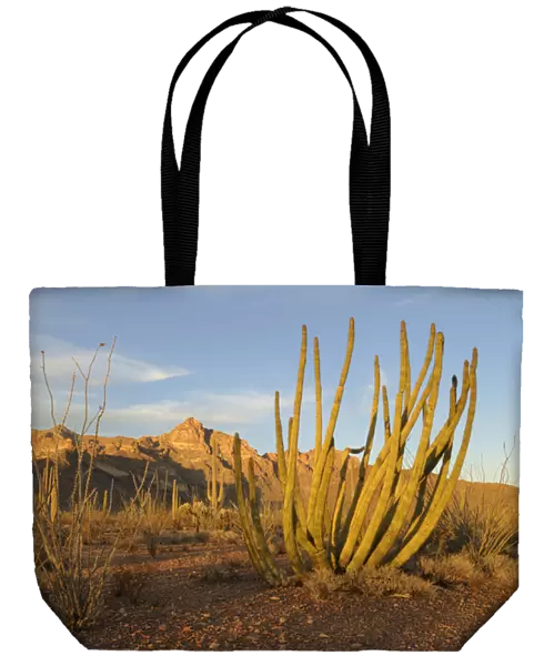 USA, Arizona, Organ Pipe Cactus National Monument