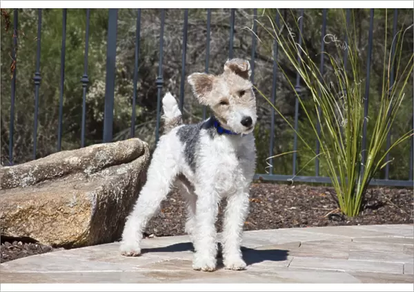 A Fox Terrier puppy standing on a patio next to a rock