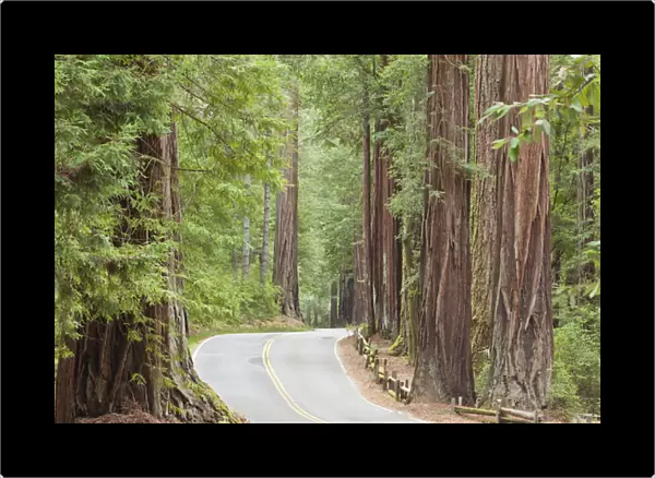 USA, California. View of road through redwoods in Big Basin Redwoods State Park. Credit as