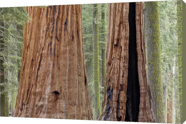 USA, California, Sequoia National Park. Trunks of two giant sequoia trees in forest