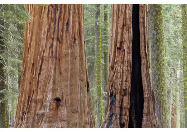 USA, California, Sequoia National Park. Trunks of two giant sequoia trees in forest