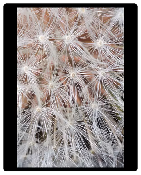 USA; California; San Diego; Close-up of a dandelion