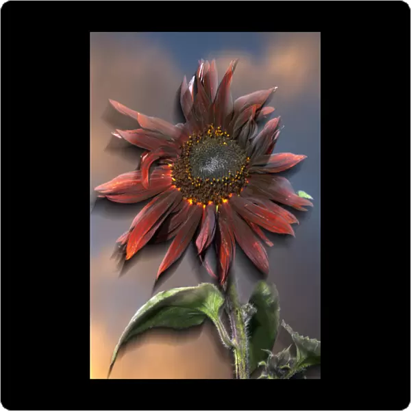 USA, California, Black Hybrid sunflower blowing in the wind at dusk