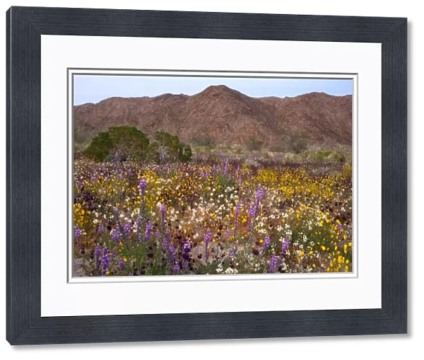 USA, California, Desert Wildflowers in Joshua Tree National Park
