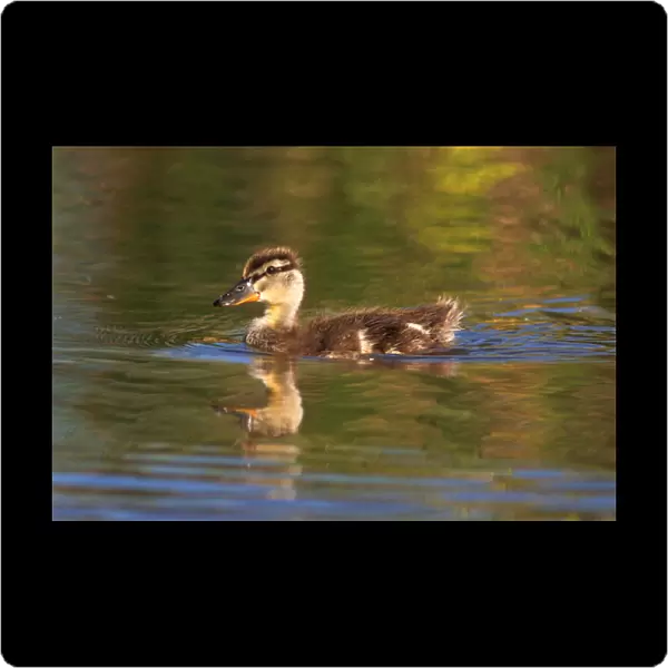 USA; California; Lakeside; San Diego; Mallard Duckling in Lakeside