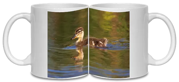 USA; California; Lakeside; San Diego; Mallard Duckling in Lakeside