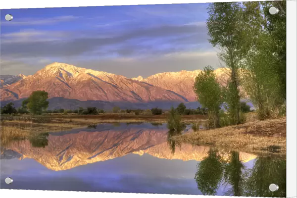 USA, California, Bishop. Reflection of Mt. Tom is seen in Farmers Pond at sunrise