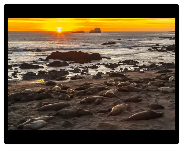 USA, California, Piedras Blancas. Northern elephant seals on beach at sunset. Credit as