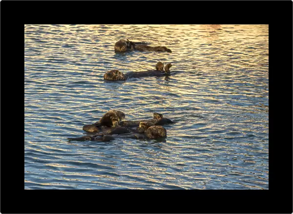 USA, California, Morro Bay. Sea otters resting as a group