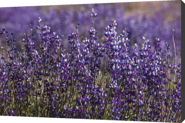 Big Pine Creek hillside, Eastern Sierra, California. Fields of flowering, purple lupine