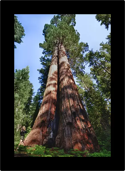Tuolumne Grove, Yosemite National Park, CA, Woman videotaping at the base of a massive Sequoia