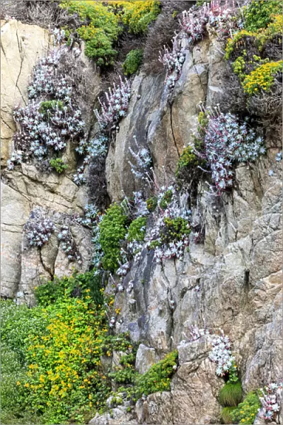 Flowers as cliff hangers. Garrapata State Park, Big Sur, California, US
