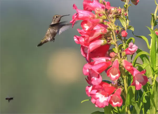 Annas Hummingbird and a bee. Santa Cruz. California