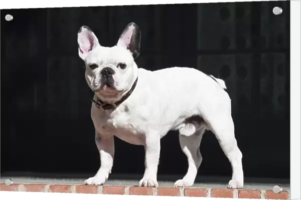 A French Bulldog standing on a red brick patio