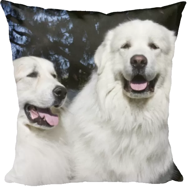 Portrait of two Great Pyrenees together at a park