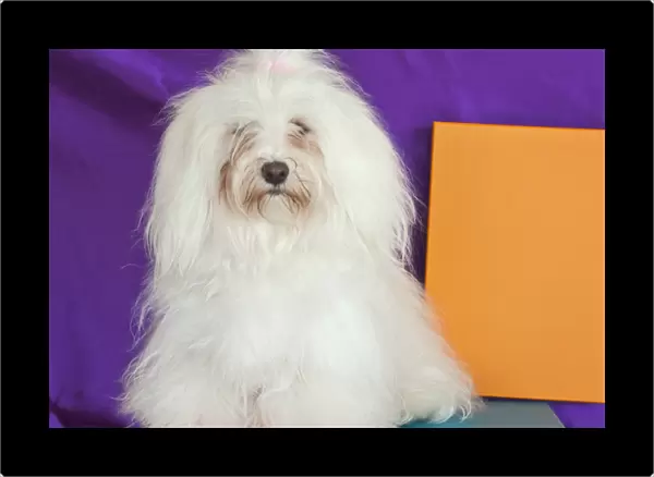 A Havanese sitting in front of colorful background