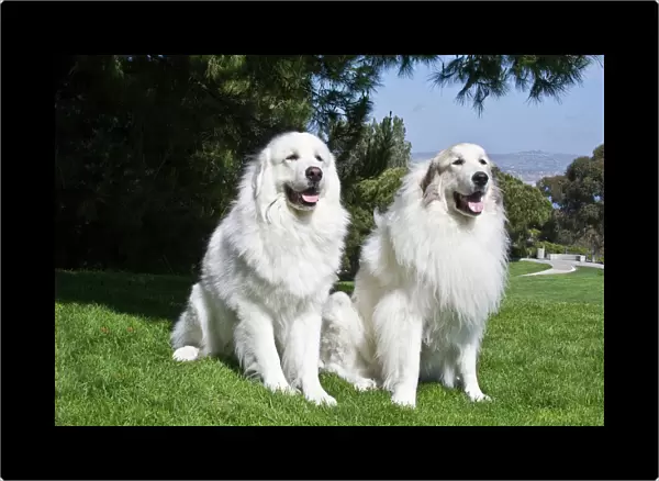 Two Great Pyrenees sitting together at a park in Laguna Beach California