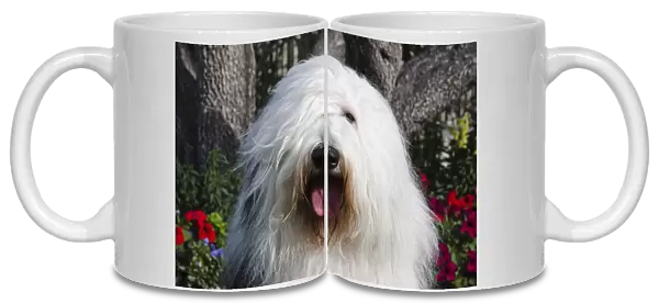 Portrait of an Old English Sheepdog sitting in front of flowers