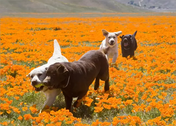 Four Labrador Retrievers running through a field of poppies in Antelope Valley California