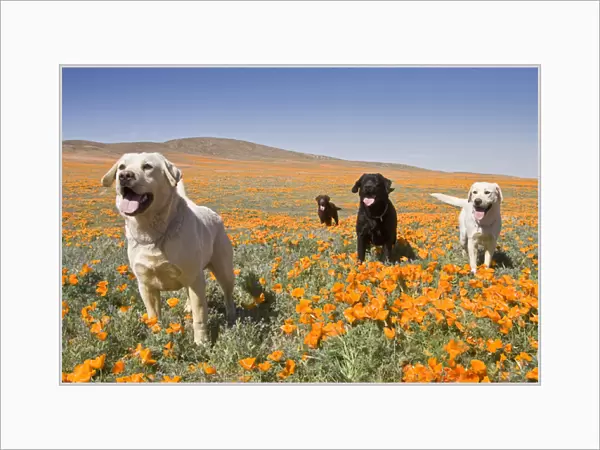 Four Labrador Retrievers standing in a field of poppies at Antelope Valley in California