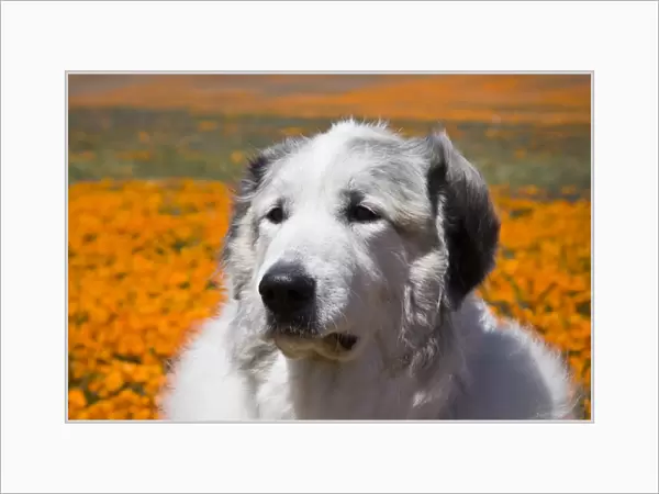 Portait of a Great Pyrenees standing in a field of wild Poppy flowers at Antelope