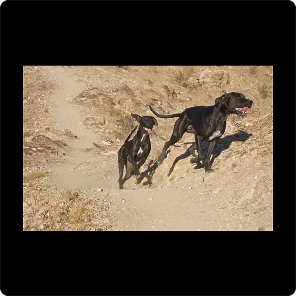 Two German Shorthaired Pointers running on a trail in the foothills of the Colorado