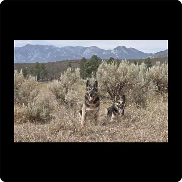 Two German Shepherds together in a field of sage brush and pine trees with San Jacinto