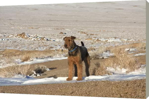 Airedale Terrier standing in Alabama Hills NRA, California
