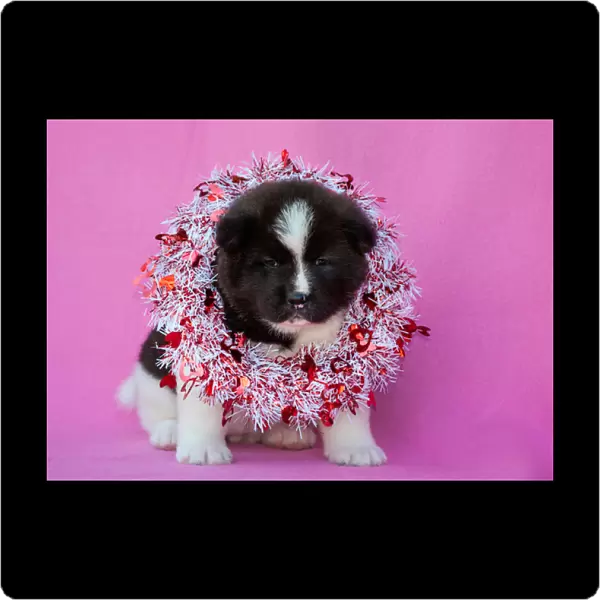 Akita Puppy on Valentines Day