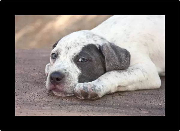 American Staffordshire Terrier Puppy lying down
