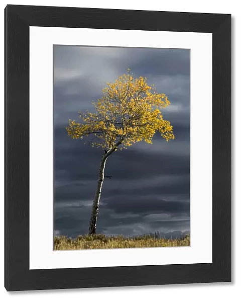 Single sunlit aspen tree in fall color against dark stormy sky, Uncompahgre National Forest