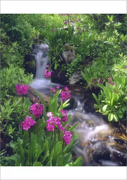USA, Colorado, Rocky Mountains, Wildflowers along a flowing stream in an alpine meadow