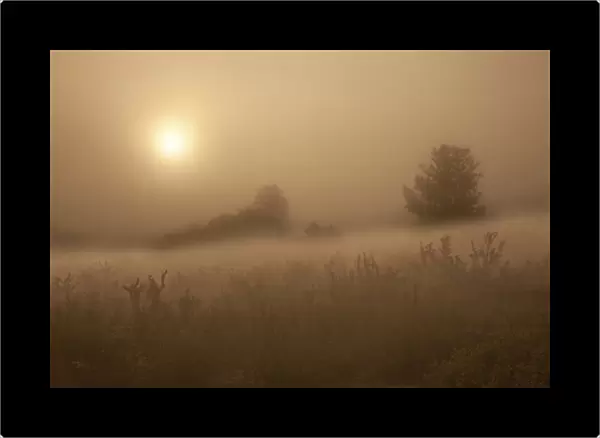 USA, Colorado, Colorado Springs, Palmer Park. The sun penetrates morning fog over field