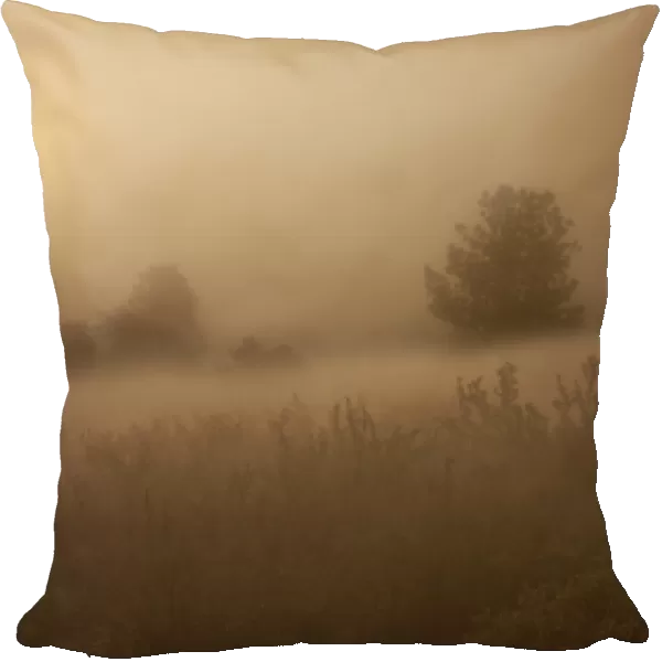 USA, Colorado, Colorado Springs, Palmer Park. The sun penetrates morning fog over field