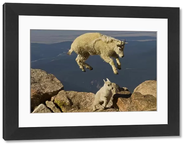 USA, Colorado, Mount Evans. Mountain goat yearling jumping over kid