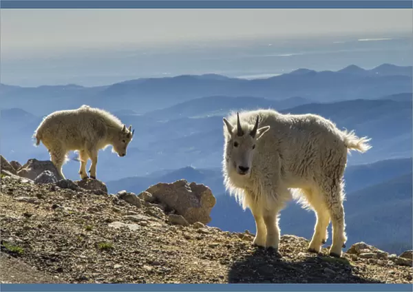 USA, Colorado, Mt. Evans. Mountain goats and scenery
