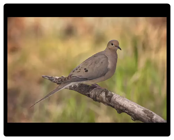 USA, Colorado, Woodland Park. Mourning dove on branch