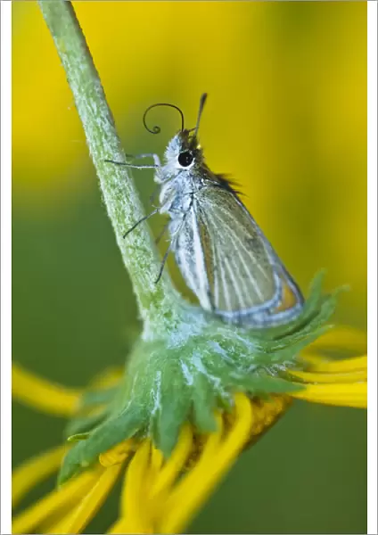 USA, Colorado. Skipper butterfly on sunflower in spring