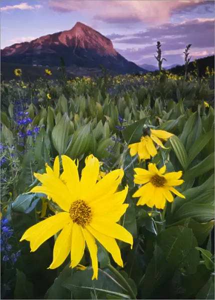 USA, Colorado, Mt. Crested Butte. Meadow wildflowers at sunset