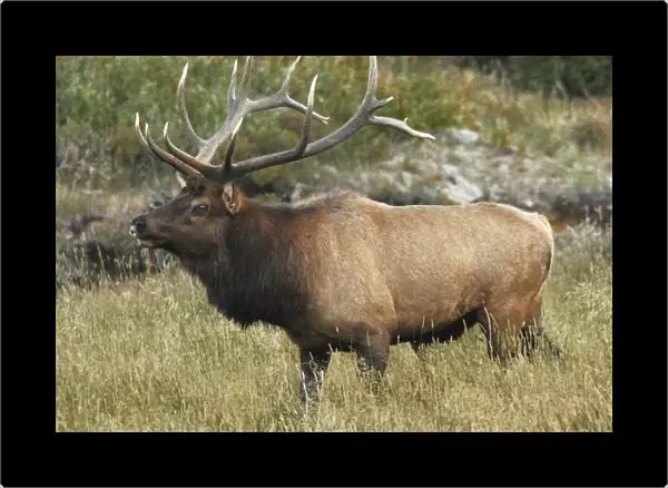 Male Elk in Moraine Park: Rocky Mountain National Park, Colorado, USA