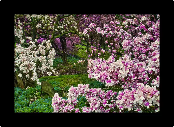 USA, Delaware, Wilmington, Quarry Garden. Flower-covered trees in garden. Credit as