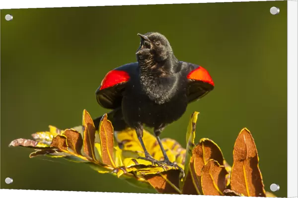 USA, Florida, Green Cay, Wakodahatchee Wetlands. Red-winged blackbird singing on branch